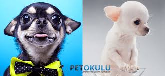 buyumeyen 20 kucuk kopek cinsi pet okulu