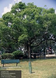 Center For Aquatic And Invasive Plants University Of Florida Ifas