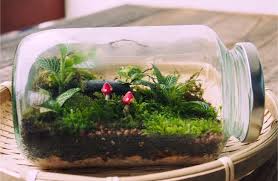 14 Stunning Closed Terrarium Plants You Will Love Smart Garden Guide Closed Terrarium Plants Terrarium Jar How To Make Terrariums