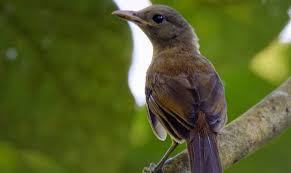 We did not find results for: Burung Cucak Rowo Papua Jenis Makanan Suara Kicauannya Hobi Burung
