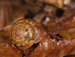 L'achatine, qui est un très gros escargot (8 cm de long environ) de qualité très inférieure. Les Gasteropodes Vienne Nature