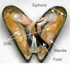 Using Mussels To Monitor The Environment Let S Talk Science
