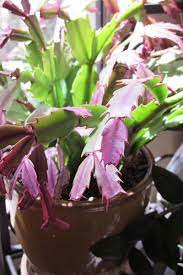 Christmas cacti may develop an infestation of cactus cyst (cactodera cacti) if potted in contaminated soil or propagated from an infected plant. Why Is My Christmas Cactus Turning Purple Gardener S Path