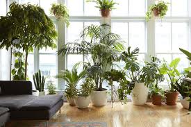 Una pianta ornamentale perfetta per essere coltivata in casa, anche in assenza di luce naturale. Piante Da Interni Che Resistono A Tutto Living Corriere