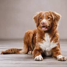 More than many breeds, tollers like to stay. Nova Scotia Duck Tolling Retriever Dog Breed Information Dog Breeds Nova Scotia Duck Tolling Retriever Nova Scotia Duck Tolling