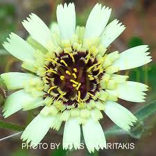 Image result for Tolpis