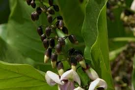 Image result for Millettia lasiantha