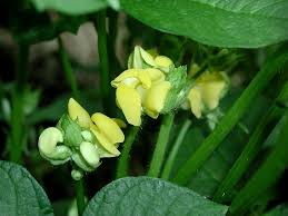 Image result for Vigna hosei