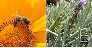 Beyond their economic utility as pollinators, honey bees are fascinating animals to watch as they go about their that said, some flowers don't attract bees, either because they don't contain sufficient nectar/pollen, or it is hard for them to reach. Bee Friendly Natural Pesticides That Won T Harm Pollinators Gardening Channel