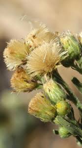 Image result for Erigeron bonariensis