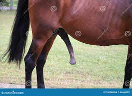 Huge Penis of a Brown Horse Against Green Natural Background Stock Photo -  Image of back, mammal: 160046966