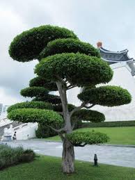 33 Hervorragende Topiary Baume Garten Pflanzen Und Andere Formen In 2020 Pflanzen Gartenbaume Brunnen Garten