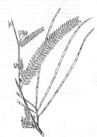 Image result for Loudetia kagerensis