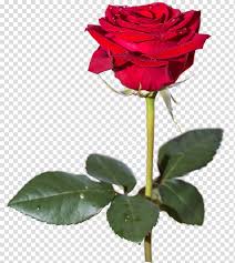 This live wallpaper has been supported on latest device. Red Rose Video Wallpaper