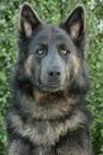 Lycan Shepherd Puppy Update – Finding a New Home | German ...