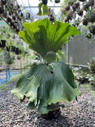 Image result for Platycerium