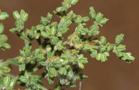 Image result for Polycarpon