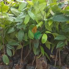 Jual Tanaman Buah Kepel Siap Kirim Melayani Eceran Grosir Dan Proyek Wa 6285730130718 Hp 081333100978 Lokasi Kebun Kab Nganjuk Jawa Timur