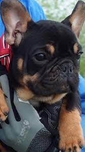 Black And Tan French Bulldog Bulldog Puppies French Bulldog Bulldog