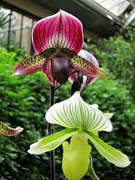 Pin On Orchids