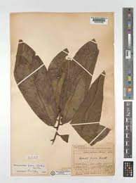 Image result for Polyceratocarpus gossweileri