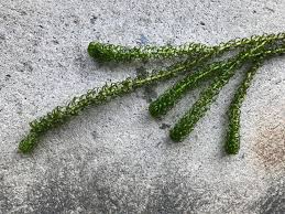 Image result for Lagarosiphon major