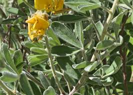 Image result for Crotalaria pudica