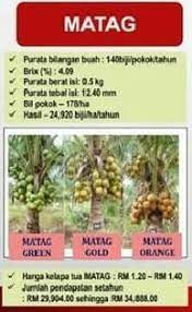 Sila layari blog kami walaupun dalam tahun 2013 ini trend harga kelapa sawit berada stbil diparsa rendah namun kelapa matag ialah kelapa hibrid yang dihasilkan daripada pendebungaan silang kelapa rendah malaya dan kelapa tagnanan. Anim Agro Technology Kelapa Info Ekonomi