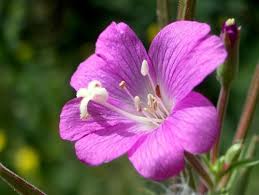 Image result for Epilobium salignum
