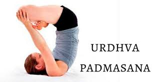 Urdhva Padmasana Headstand Poses Lotus Pose Yoga