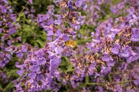 Lavender and echinacea are just two flowers you can start bees love bee balm, echinacea, crocus, hyacinths, and many other flowers. Blooming Violet Flowers Plant In Garden Field Of Honey Flowers Stock Photo Picture And Royalty Free Image Image 157217830