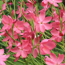 Image result for Hesperantha
