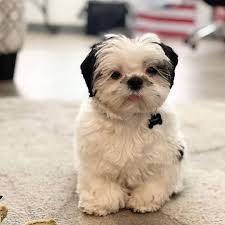 Maybe you would like to learn more about one of these? Shih Tzu Puppies For Sale Shih Tzu Puppies For Sale Craigslist Sacramento Facebook