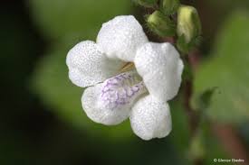 Image result for Asystasia glandulosa