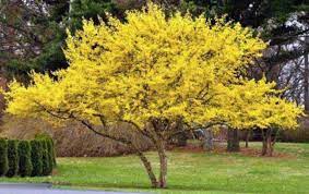 Le intepretazioni e i numeri della cabala napoletana. Pianta Di Cornioli Online Albero Di Cornioli Una Specie Da Riscoprire