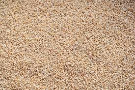 Image result for Echinochloa frumentacea