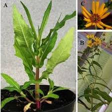 Image result for Guizotia scabra