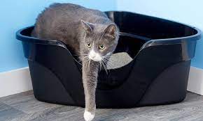 Maybe you would like to learn more about one of these? How Often To Change The Cat Litter Pratical Suggestion