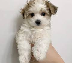 Get a morkie puppy here. Morkie Puppy For Sale Adoption Rescue For Sale In Yonkers New York Classified Americanlisted Com