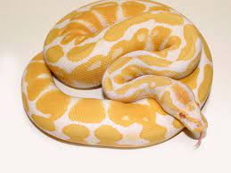 Albino Ball Python Pretty Snakes Snake Photos