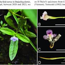 Image result for Linderniella gracilis