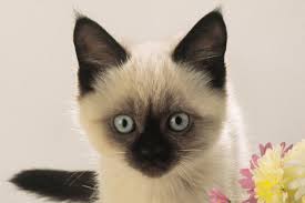 We have no clue what happened to it. Tail Trauma In Cats Symptoms Causes Diagnosis Treatment Recovery Management Cost