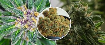In anderen sorten ist vielleicht mehr thcp und cbdp enthalten. Was Sind Kush Cannabissorten Cannaconnection Com