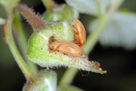 Image result for rez rzivost ostru%u017Einy