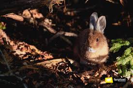 Instead of giving your rabbit a traditional bath, learn to spot clean your rabbit's fur, clean its scent glands, and take care of fleas, all without dipping your rabbit into water. What Should You Do When Your Rabbit Gets Wet In The Rain