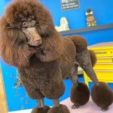 Take your fave short hair photo to your stylist. 12 Haircuts For Poodles And The Grooming Tools You Need Kenchii Grooming