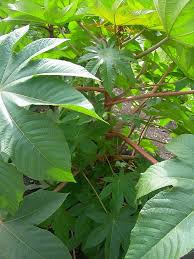 Image result for Ricin