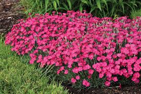 Mexicali pikes peak purple®, a companion hybrid with short spikes of. 10 Perennial Standouts Finegardening