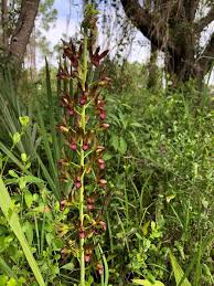 Image result for Eulophia dactylifera