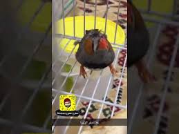 تثبيت تعريف طابعة ايبسون وظبط مقاس الورق المناسب للطباعة. ØªØ¹Ø±ÙŠÙ Ø·Ø§Ø¨Ø¹Ø© Lq 690